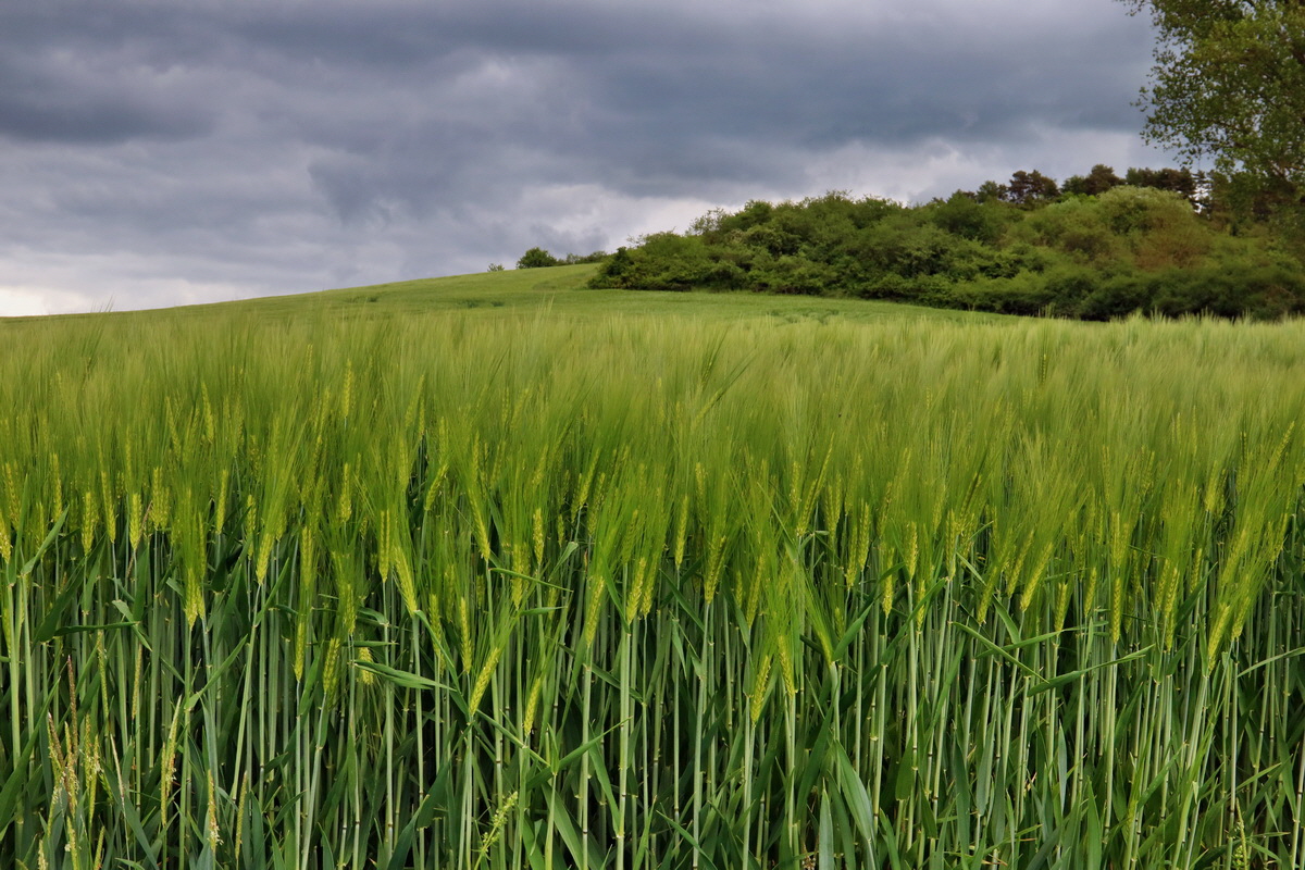 RNA_2017_05_20_5843p_Bildgr��e �ndern