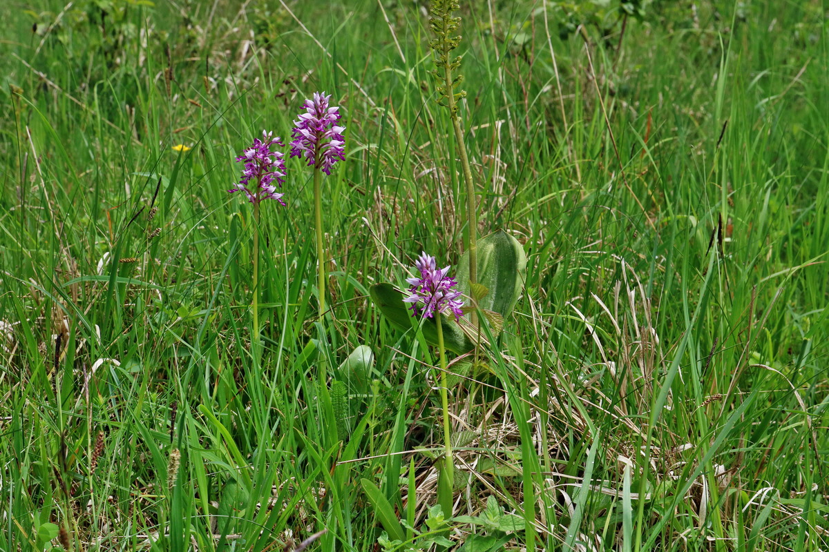 RNA_2017_05_20_5848p_Bildgr��e �ndern