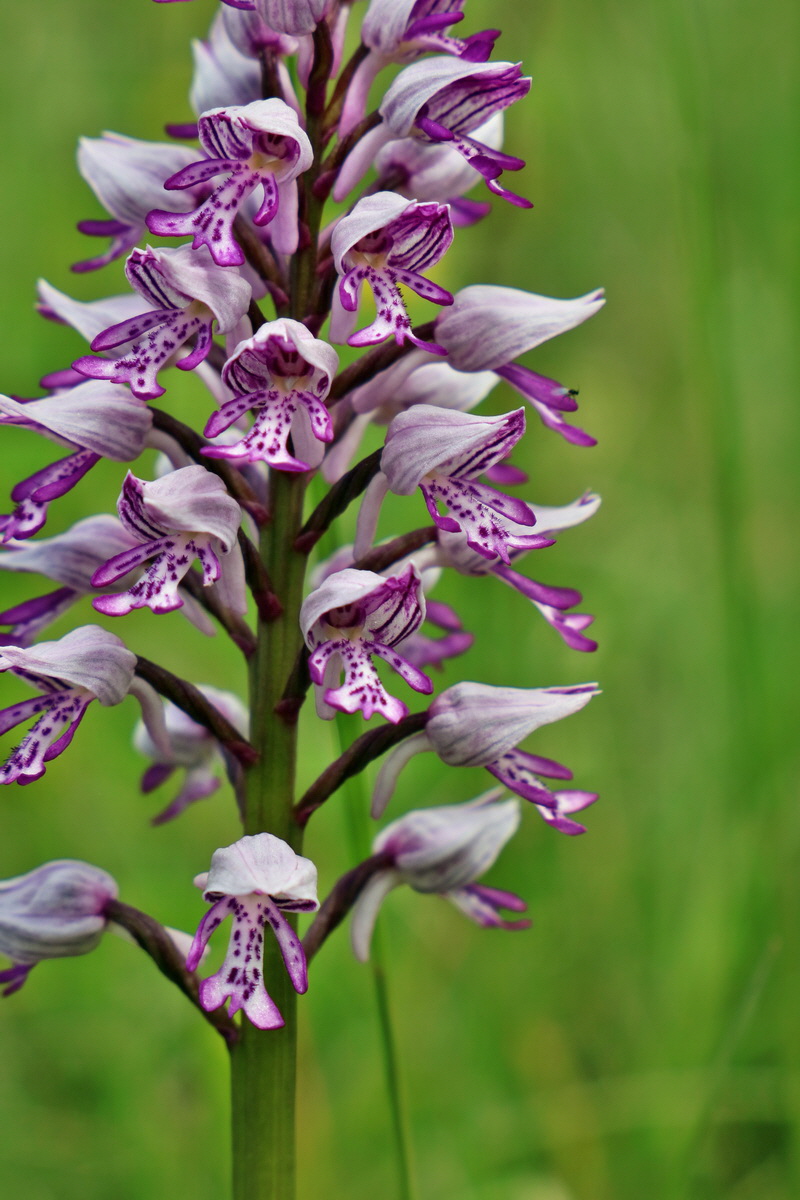 RNA_2017_05_20_5858p_Bildgr��e �ndern