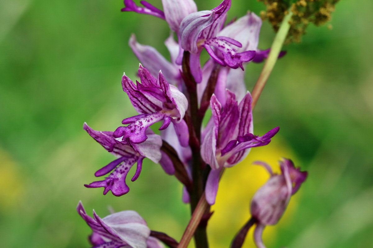 RNA_2017_05_20_5862p_Bildgr��e �ndern