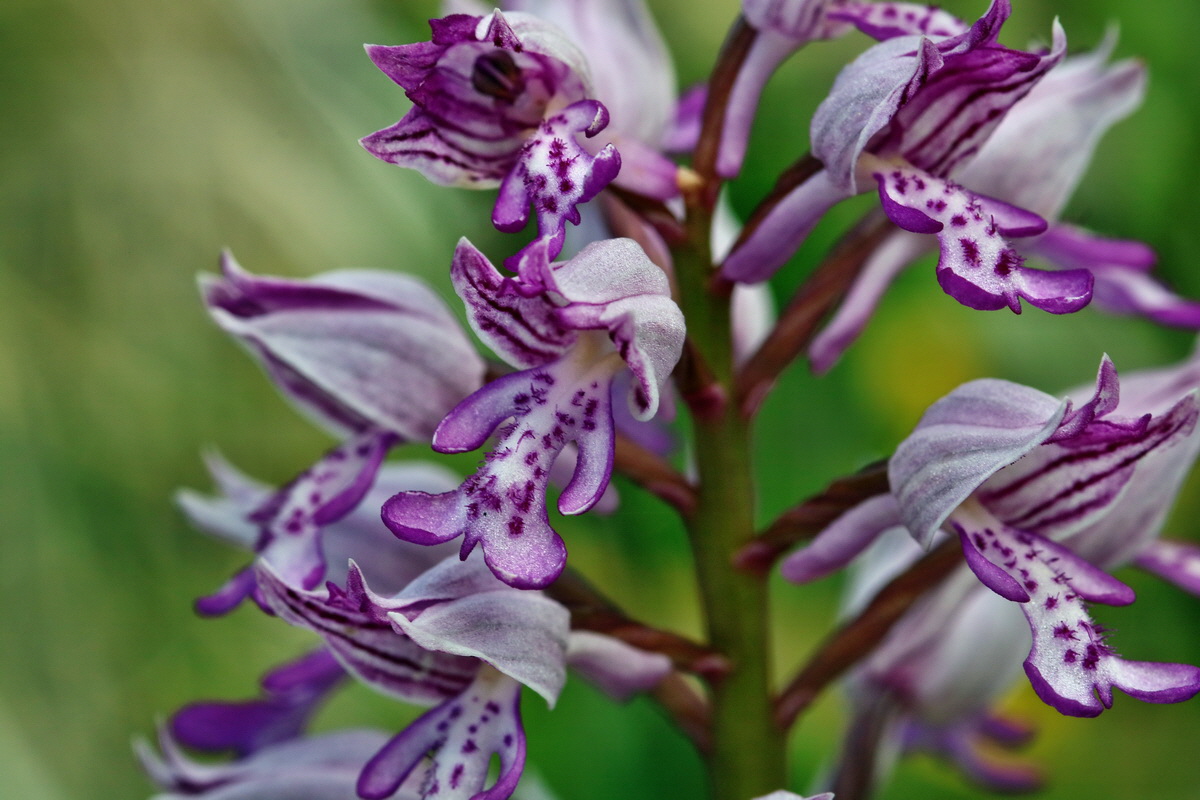 RNA_2017_05_20_5866p_Bildgr��e �ndern