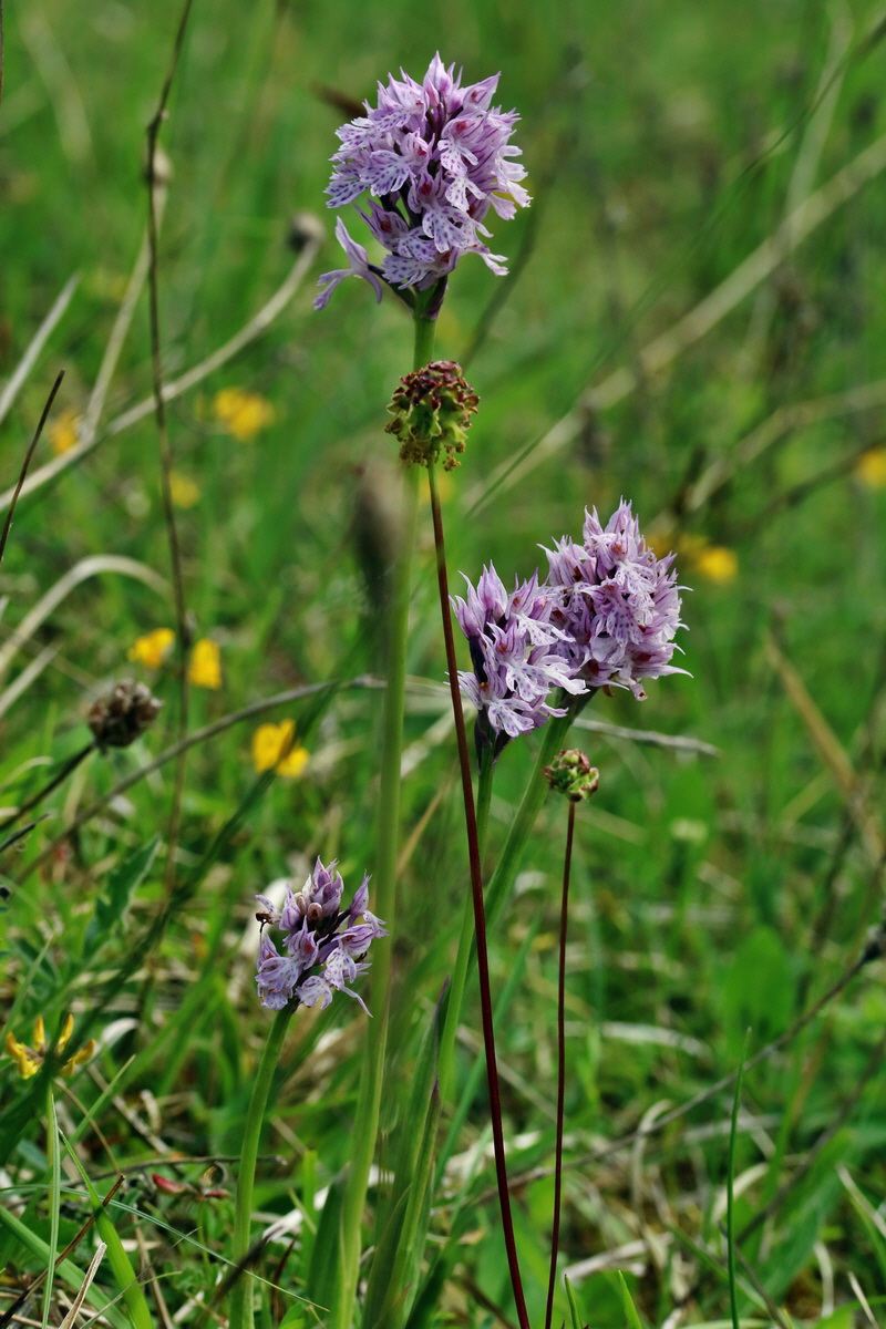 RNA_2017_05_20_5874p_Bildgr��e �ndern