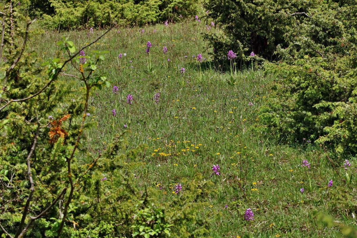 RNA_2017_05_20_5875p_Bildgr��e �ndern