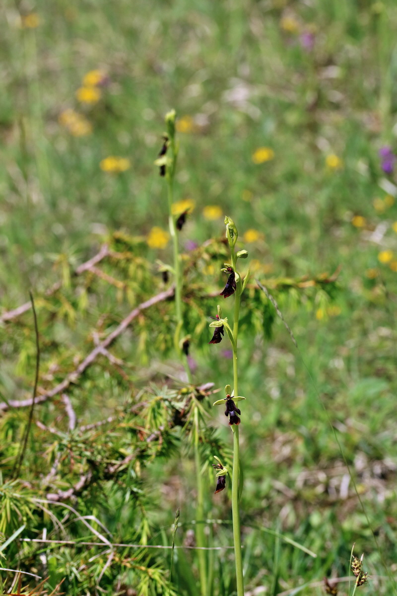 RNA_2017_05_20_5881p_Bildgr��e �ndern