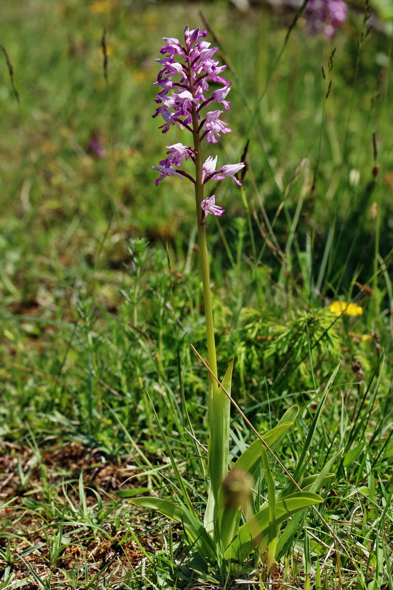 RNA_2017_05_20_5891p_Bildgr��e �ndern