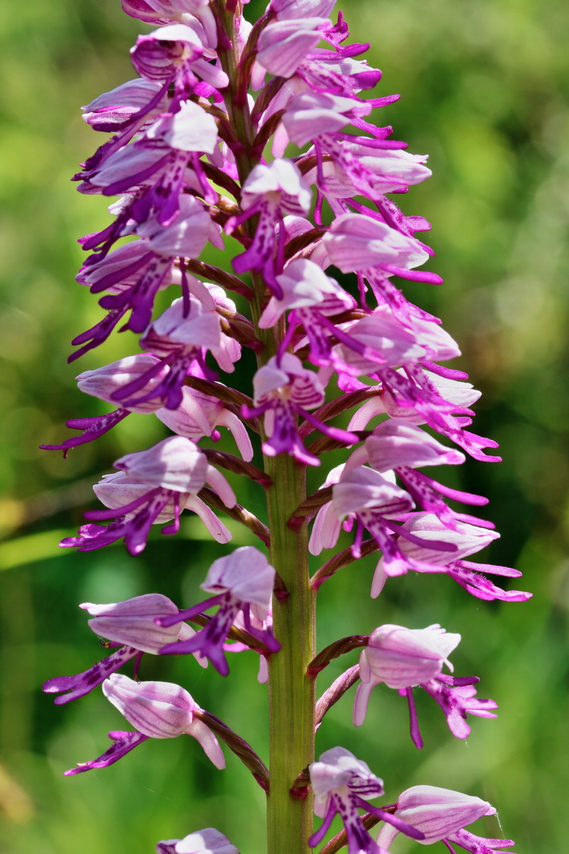 RNA_2017_05_20_5895p_Bildgr��e �ndern