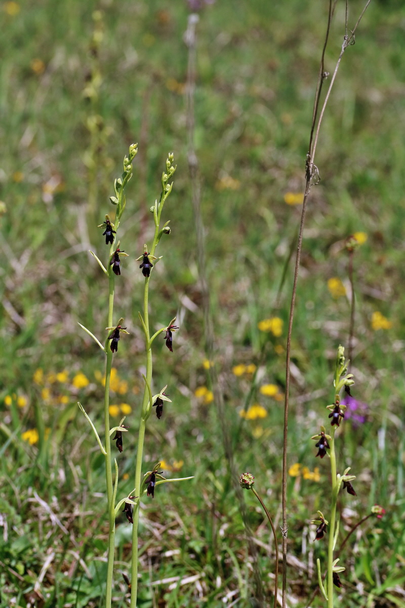 RNA_2017_05_20_5908p_Bildgr��e �ndern