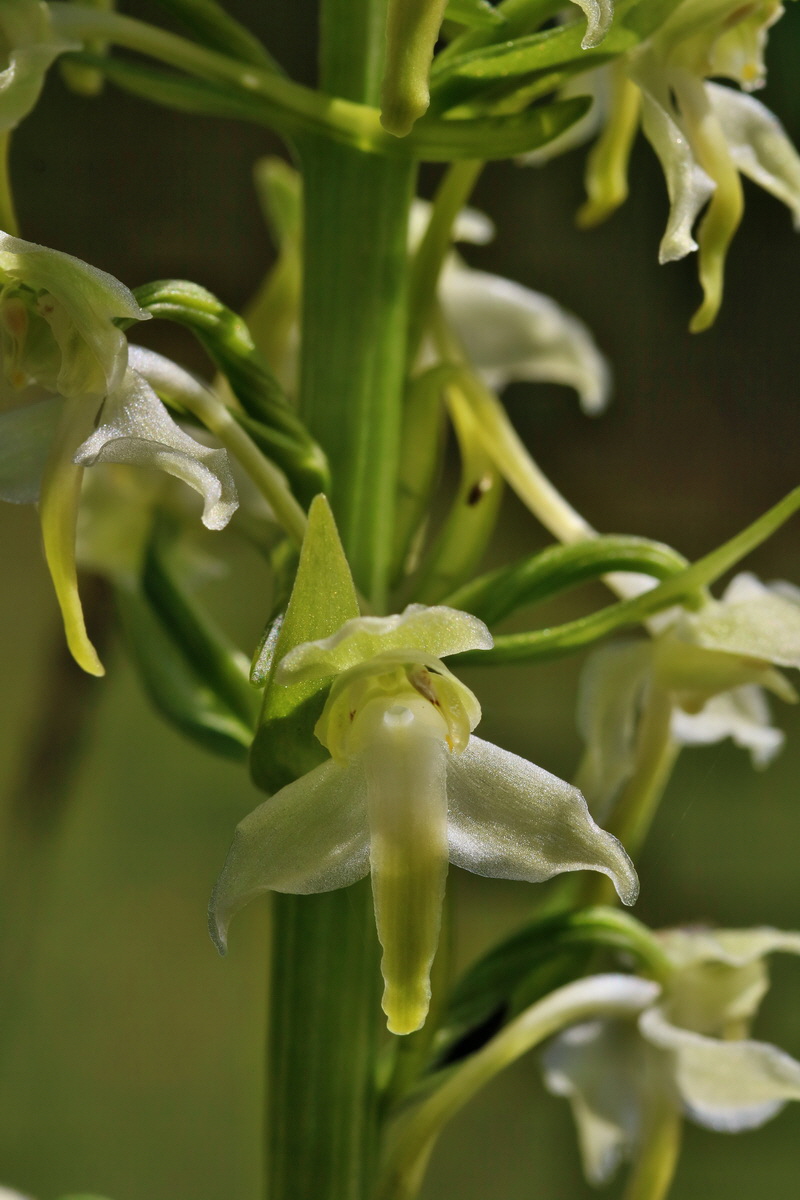 RNA_2017_05_20_5992p_Bildgr��e �ndern