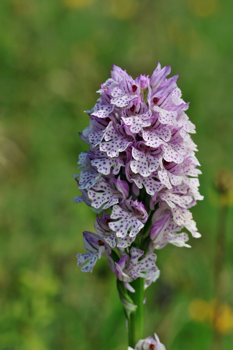 RNA_2017_05_20_5994p_Bildgr��e �ndern