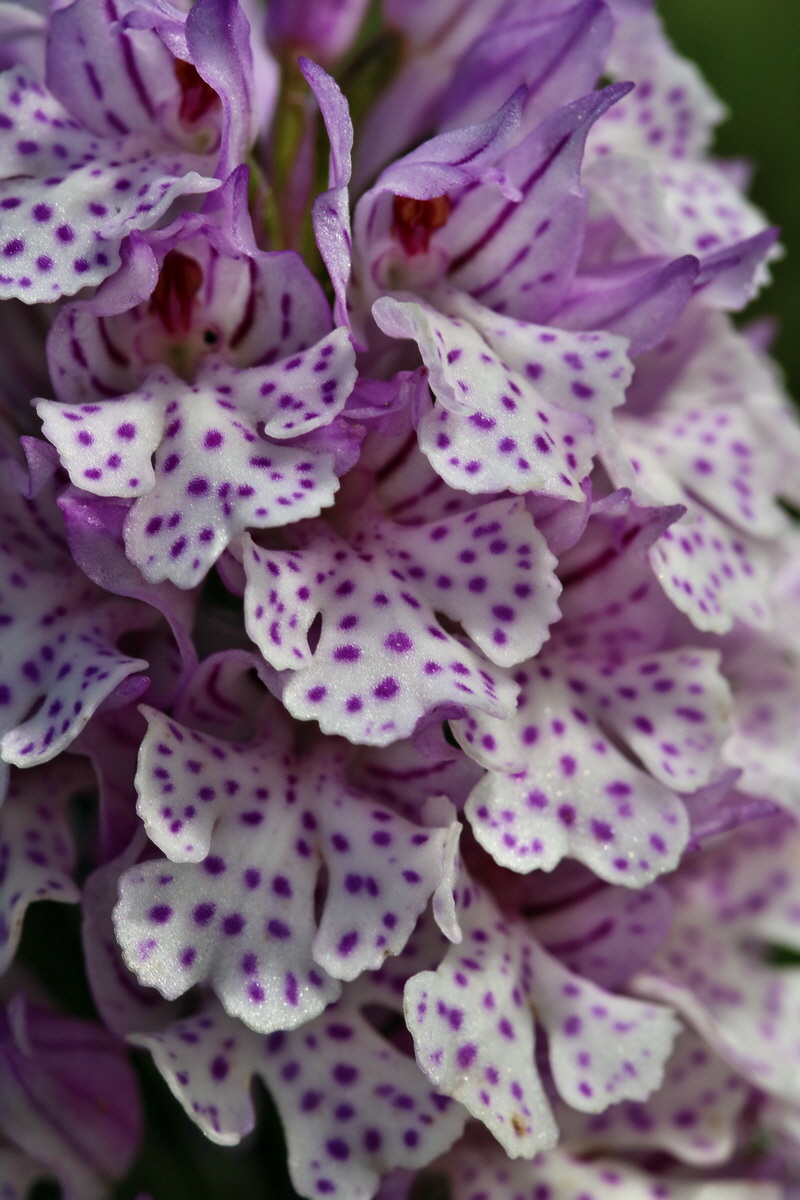 RNA_2017_05_20_6001p_Bildgr��e �ndern