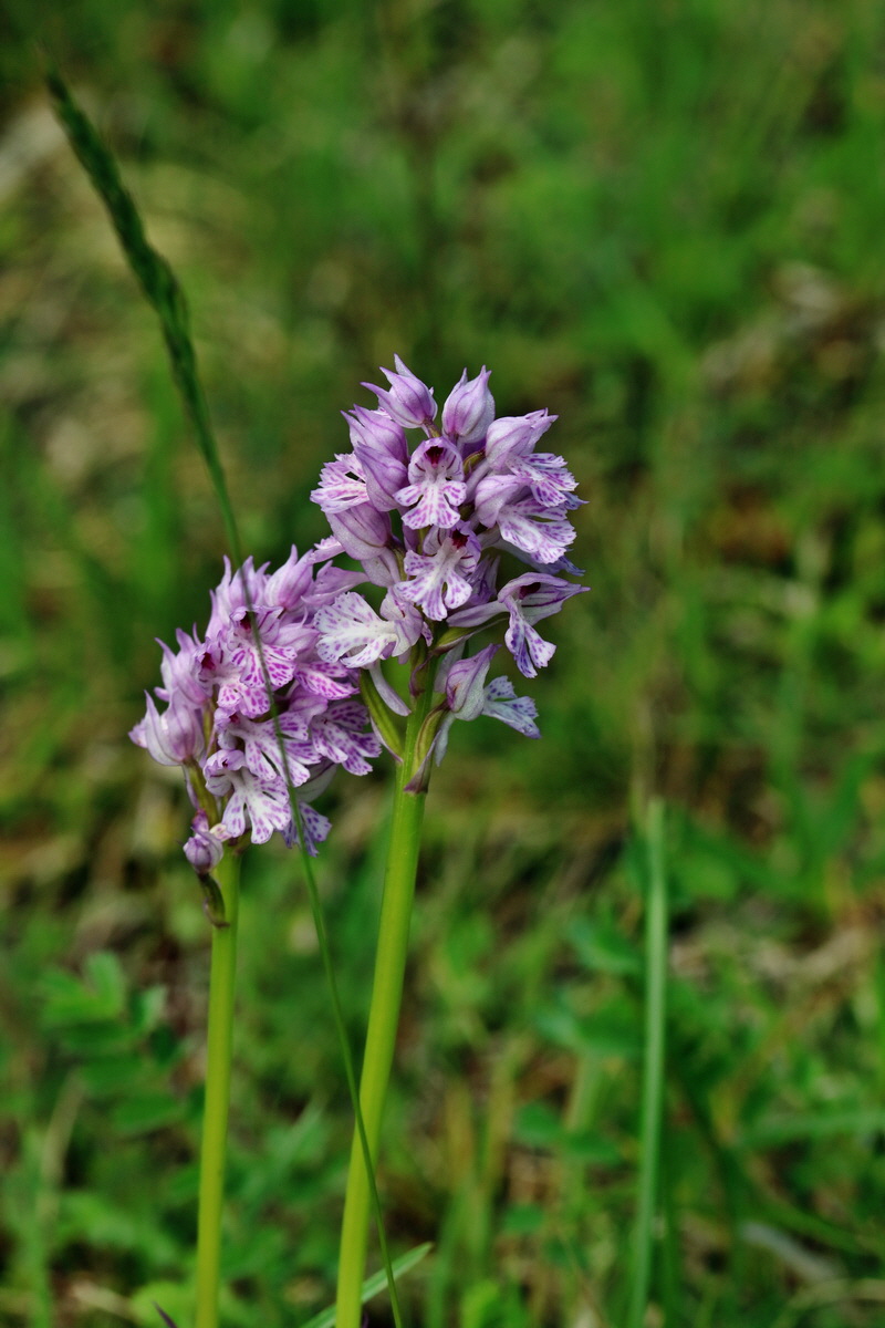 RNA_2017_05_20_6004p_Bildgr��e �ndern