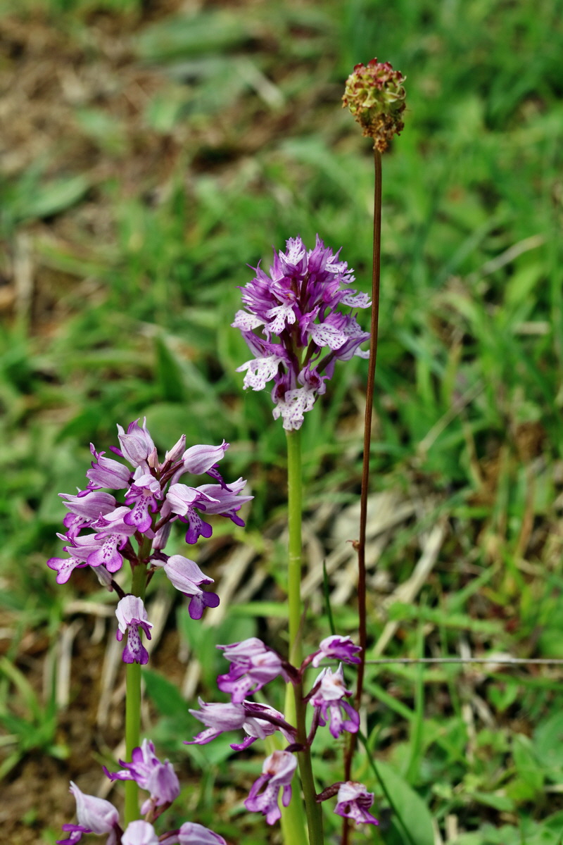 RNA_2017_05_20_6054p_Bildgr��e �ndern