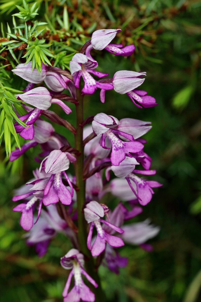 RNA_2017_05_20_6057p_Bildgr��e �ndern