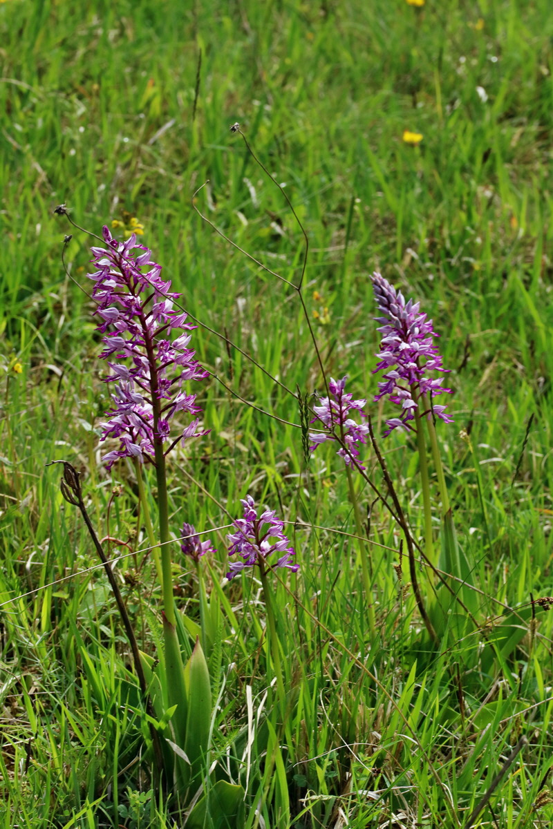 RNA_2017_05_20_6063p_Bildgr��e �ndern