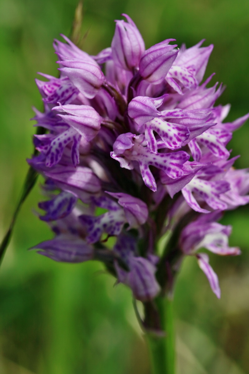 RNA_2017_05_20_6070p_Bildgr��e �ndern