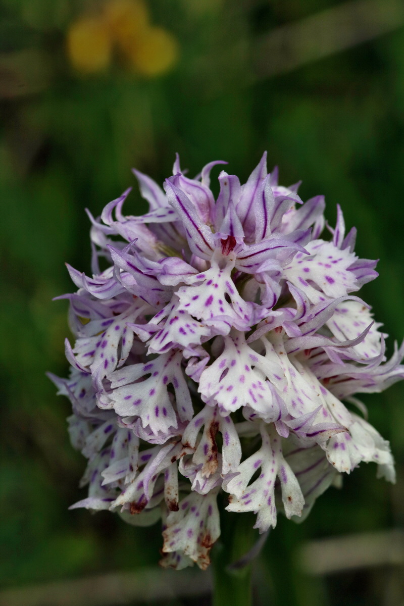 RNA_2017_05_20_6073p_Bildgr��e �ndern