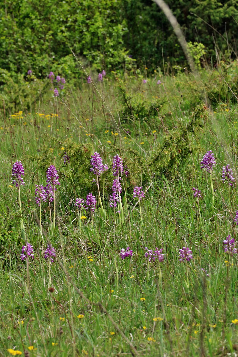 RNA_2017_05_20_6078p_Bildgr��e �ndern