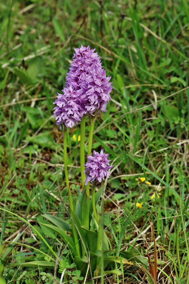 RNA_2017_05_20_6124p_Bildgr��e �ndern