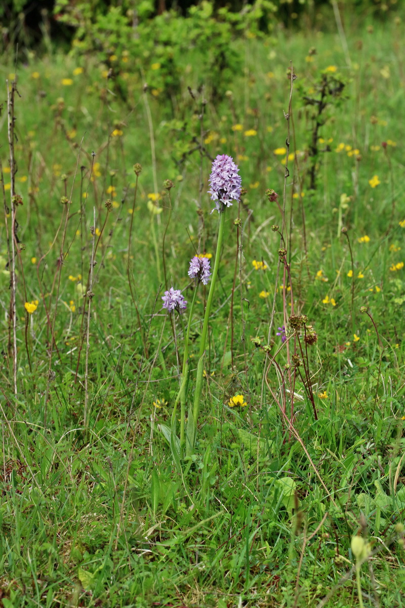 RNA_2017_05_20_6127p_Bildgr��e �ndern