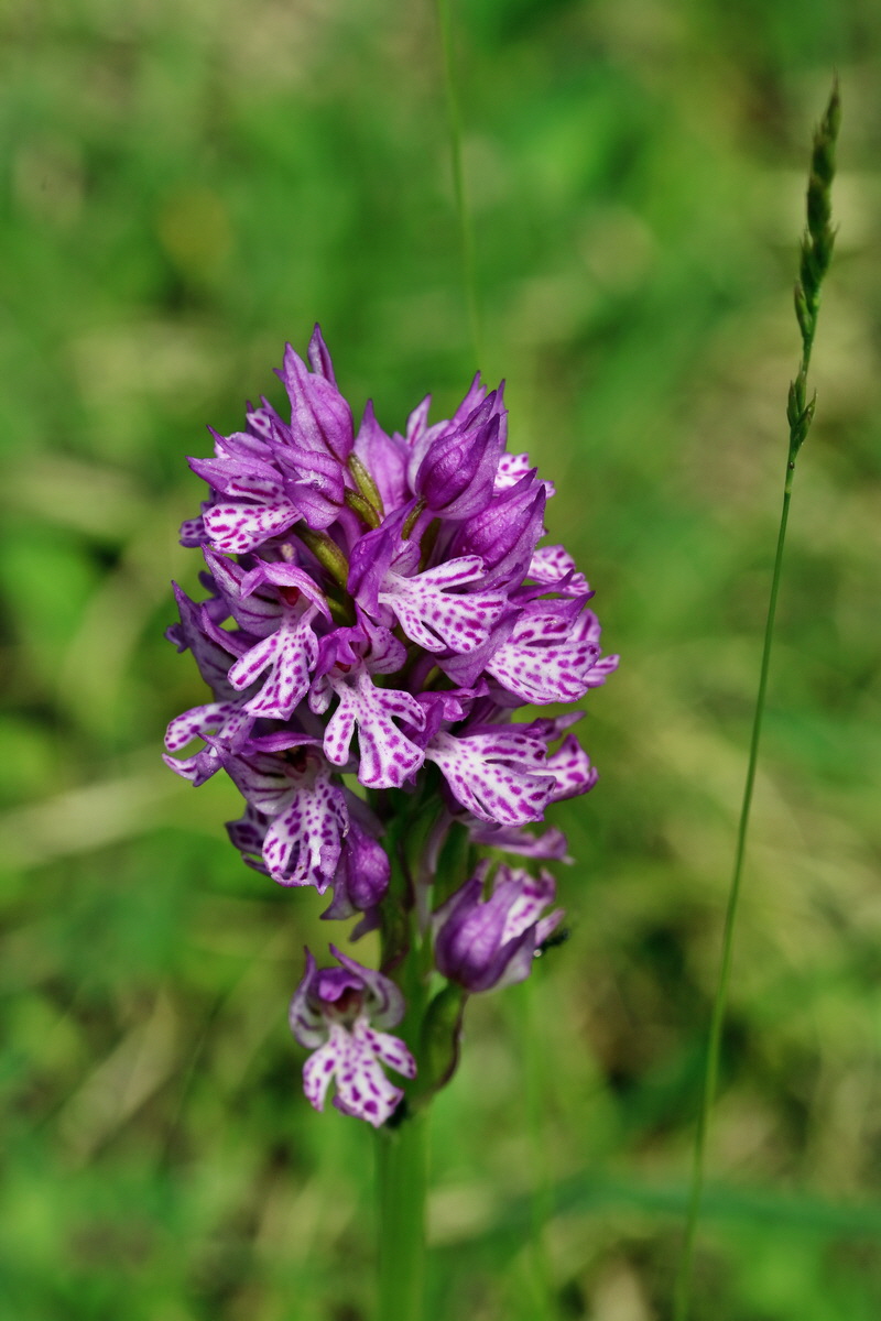 RNA_2017_05_20_6213p_Bildgr��e �ndern