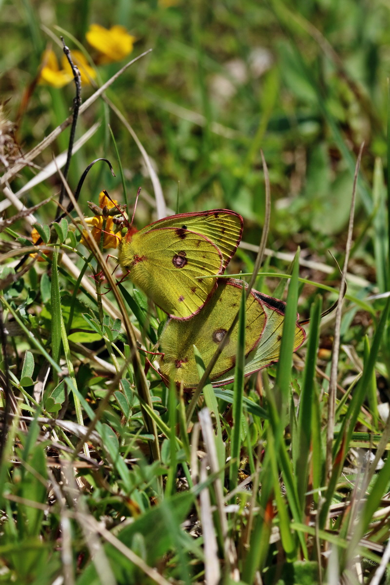 RNA_2017_05_20_6382p_Bildgr��e �ndern