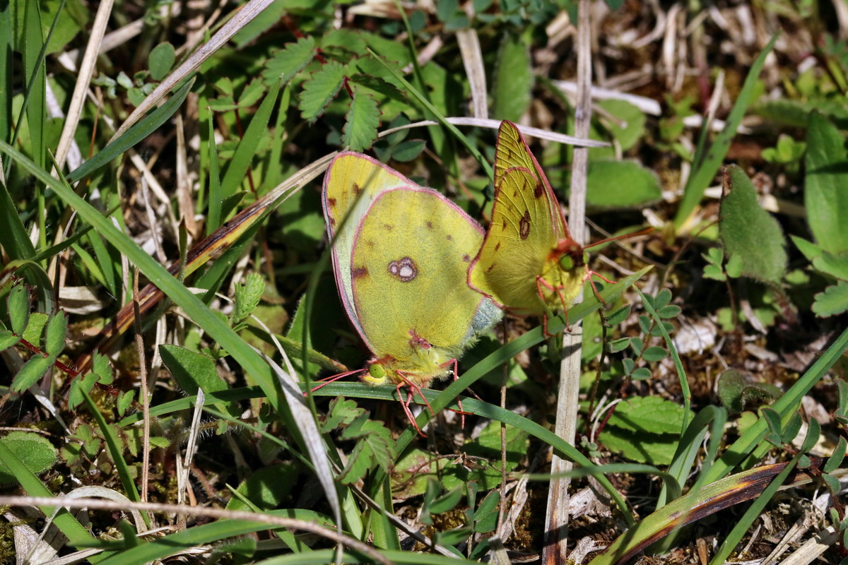 RNA_2017_05_20_6390p_Bildgr��e �ndern