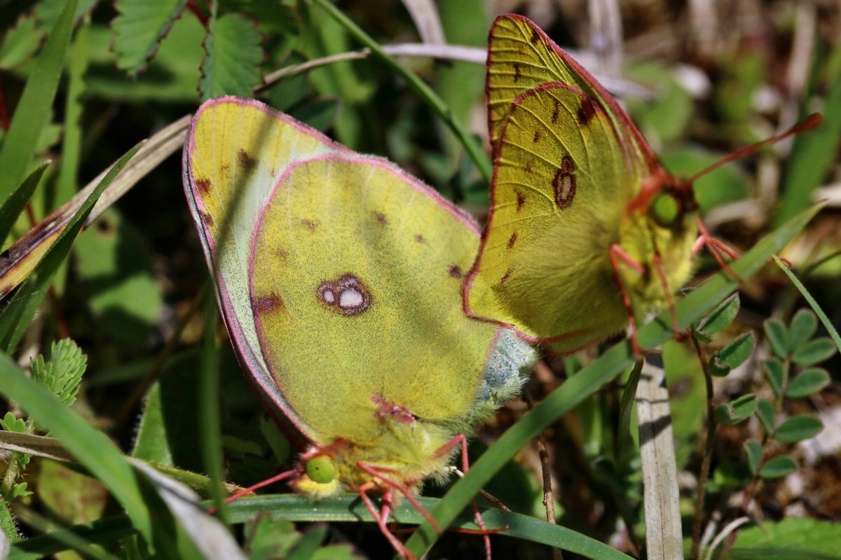 RNA_2017_05_20_6397p_Bildgr��e �ndern