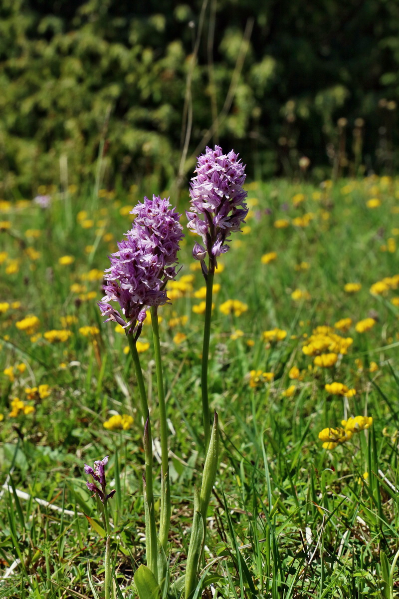 RNA_2017_05_20_6518p_Bildgr��e �ndern