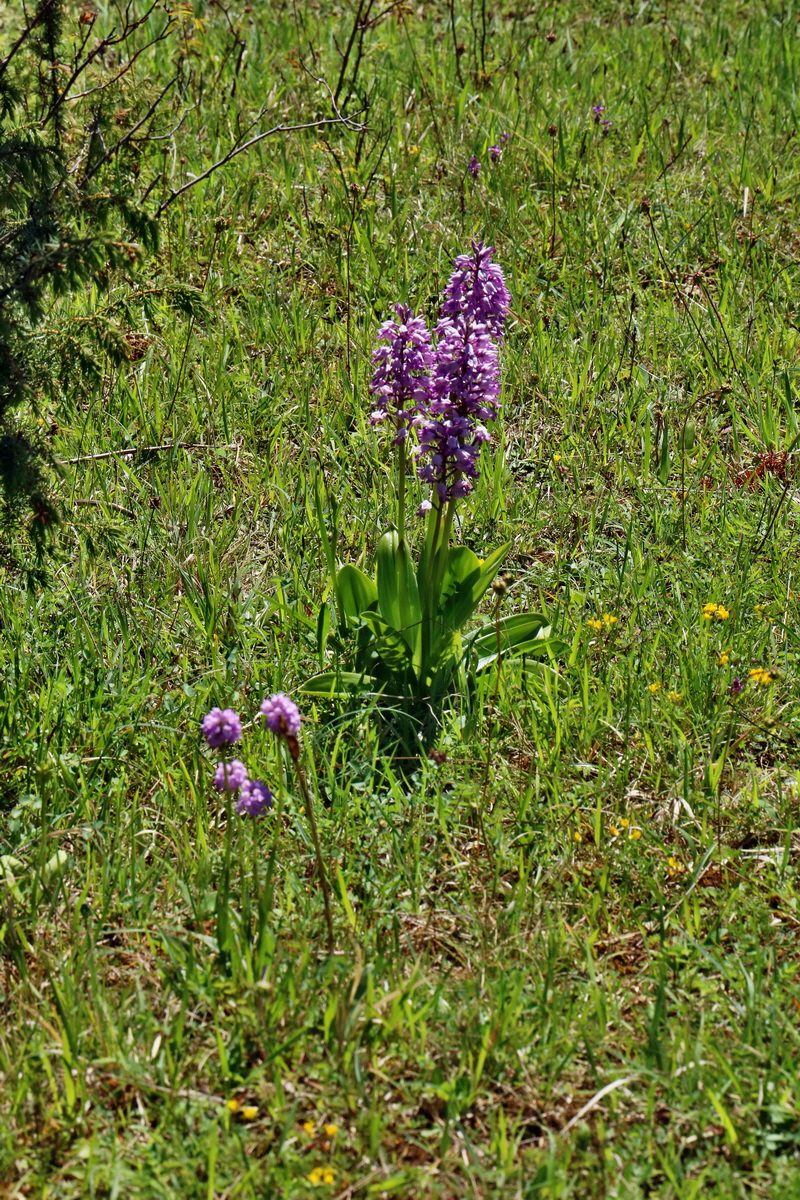 RNA_2017_05_20_6593p_Bildgr��e �ndern