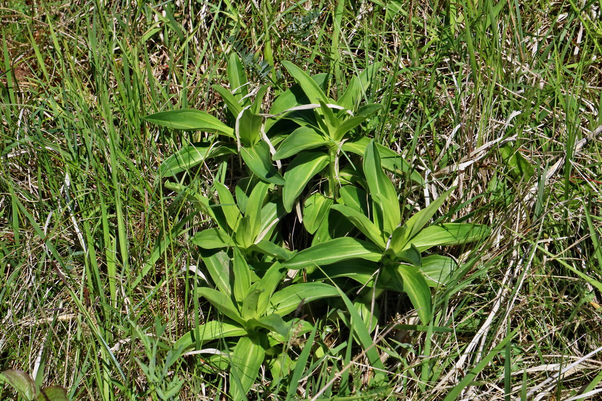 RNA_2017_05_20_6600p_Bildgr��e �ndern