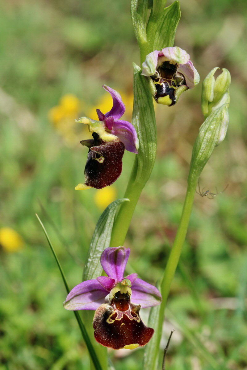 RNA_2017_05_20_6130p_Bildgr��e �ndern