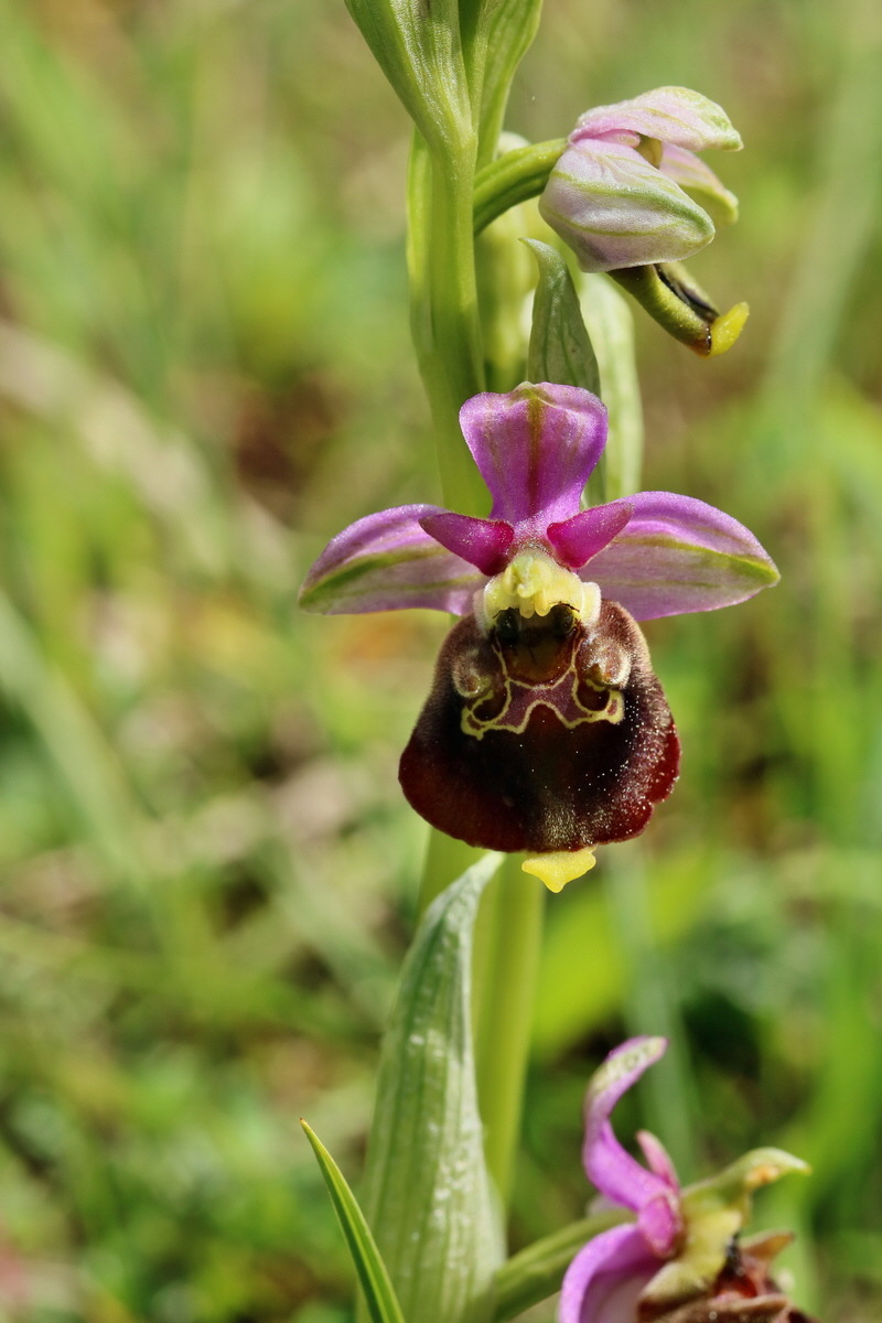 RNA_2017_05_20_6144p_Bildgr��e �ndern