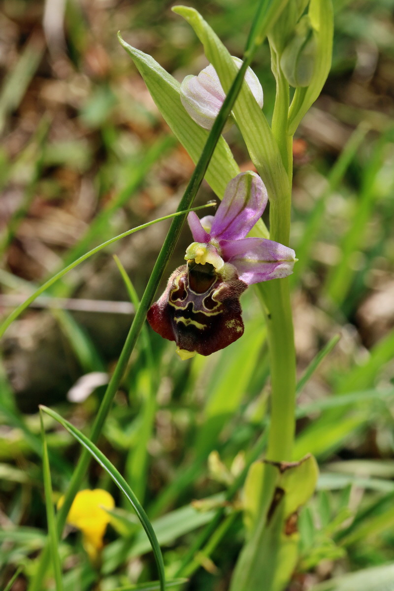 RNA_2017_05_20_6147p_Bildgr��e �ndern