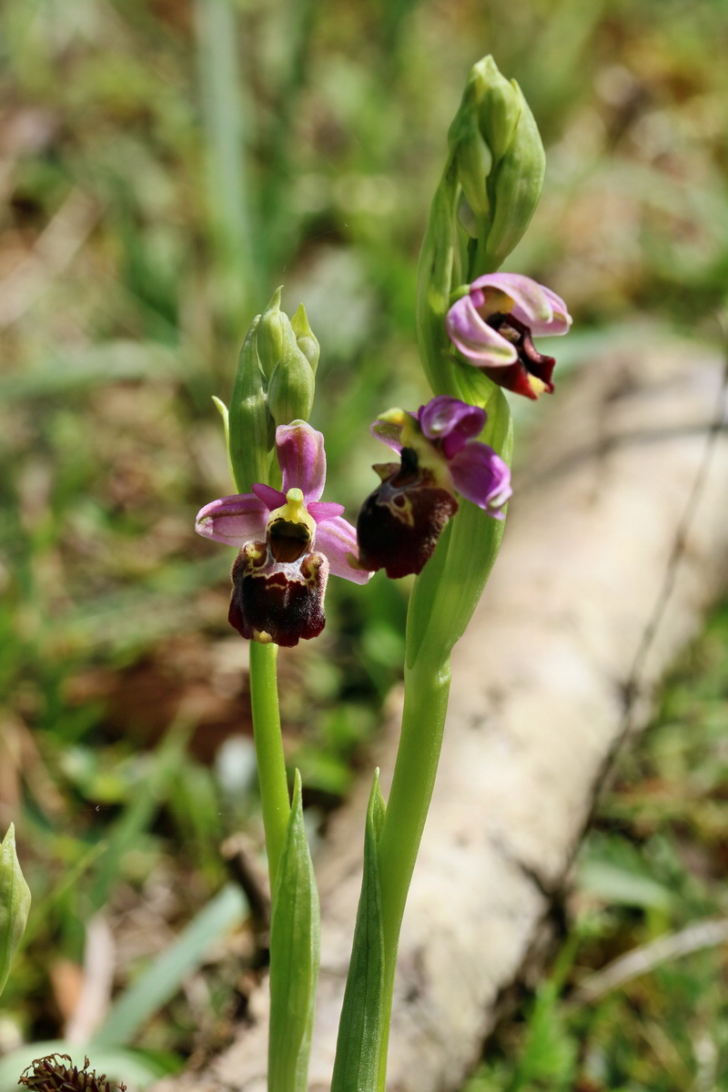 RNA_2017_05_20_6150p_Bildgr��e �ndern