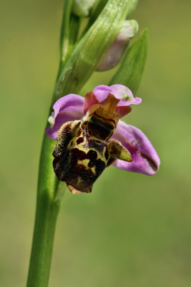 RNA_2017_05_20_6179p_Bildgr��e �ndern