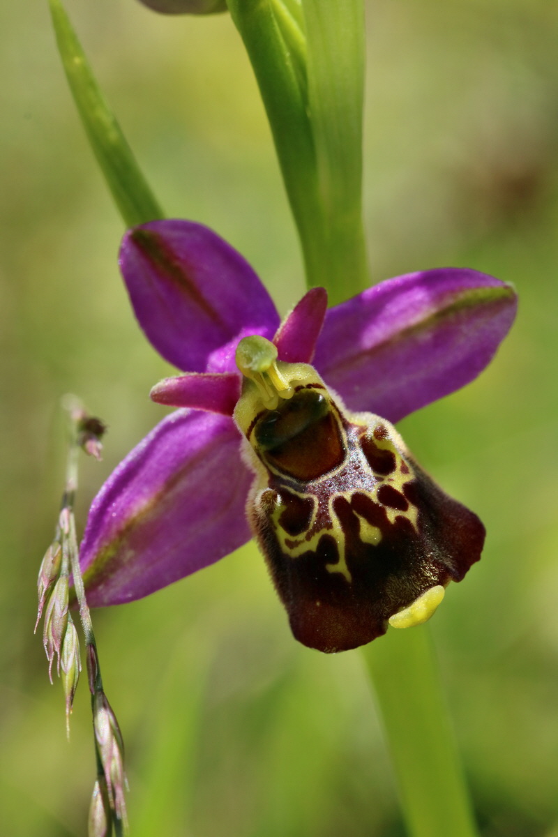 RNA_2017_05_20_6185p_Bildgr��e �ndern