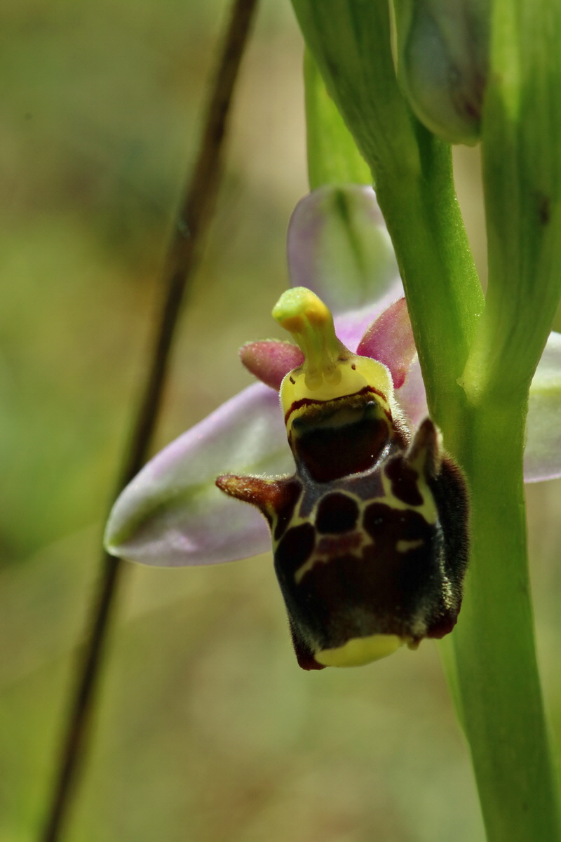 RNA_2017_05_20_6199p_Bildgr��e �ndern