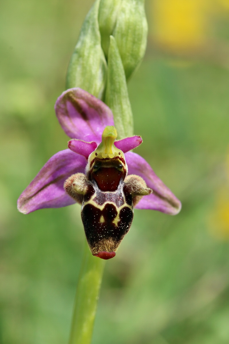 RNA_2017_05_20_6215p_Bildgr��e �ndern