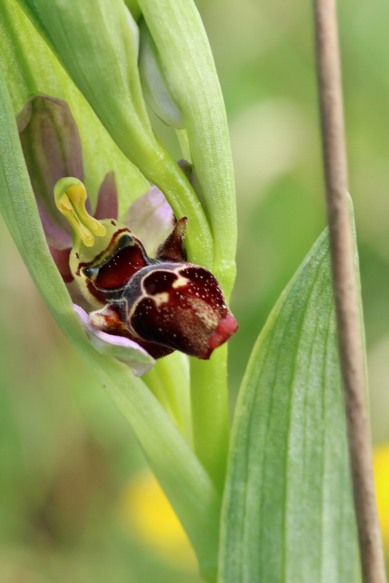 RNA_2017_05_20_6220p_Bildgr��e �ndern