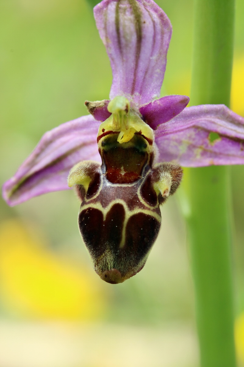 RNA_2017_05_20_6226p_Bildgr��e �ndern