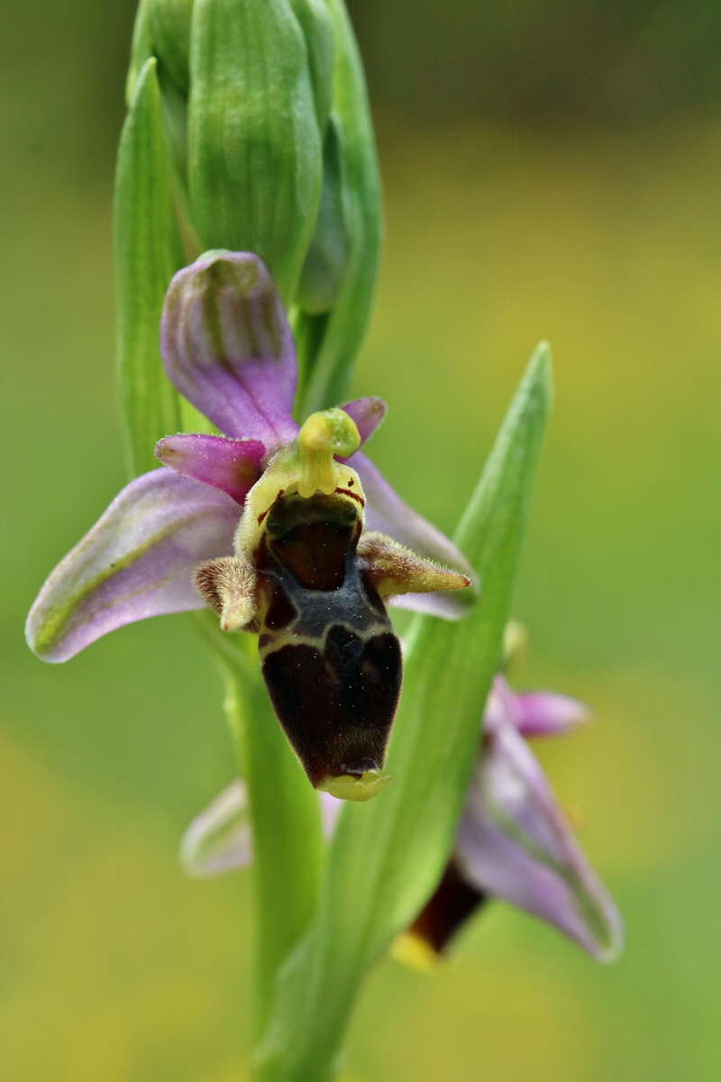 RNA_2017_05_20_6232p_Bildgr��e �ndern