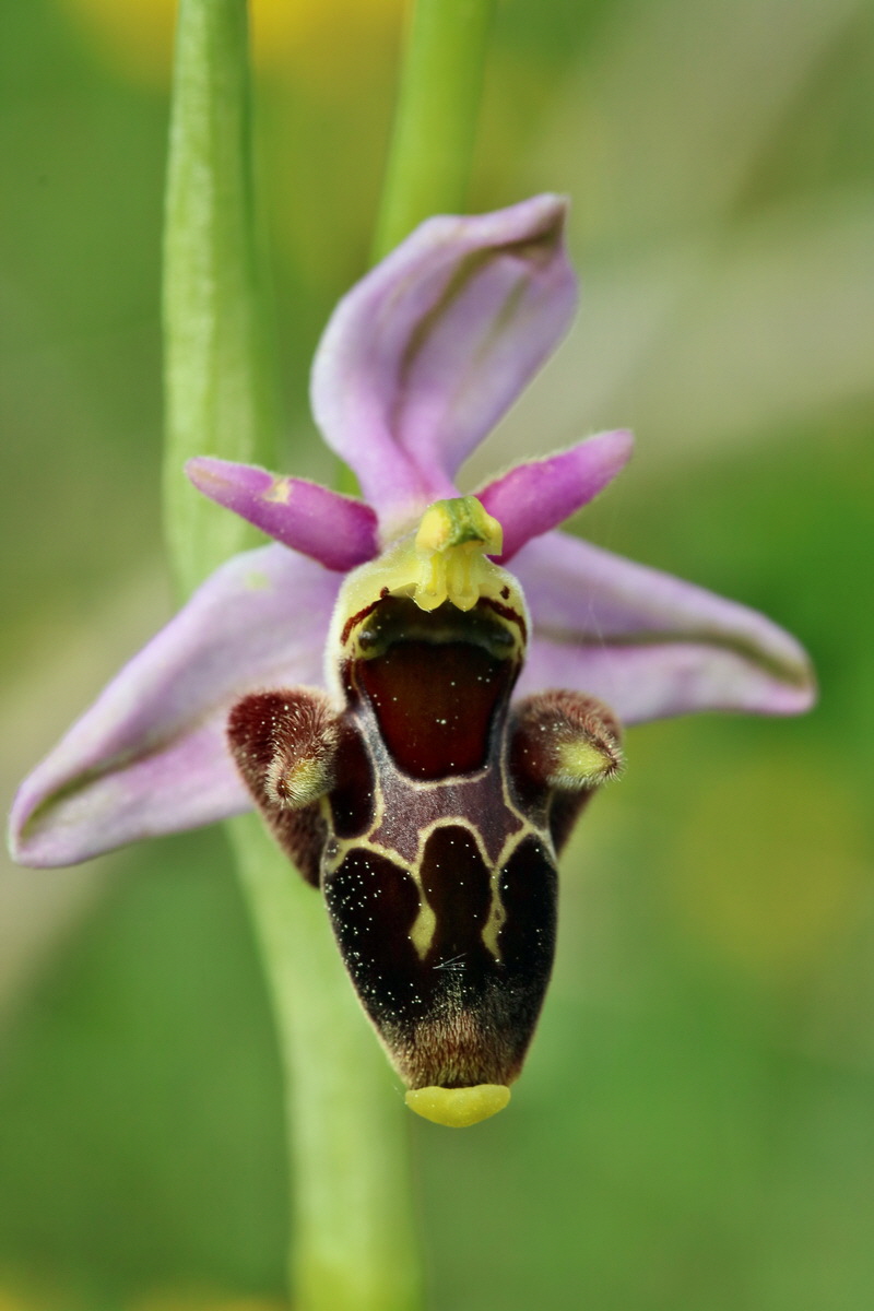 RNA_2017_05_20_6237p_Bildgr��e �ndern