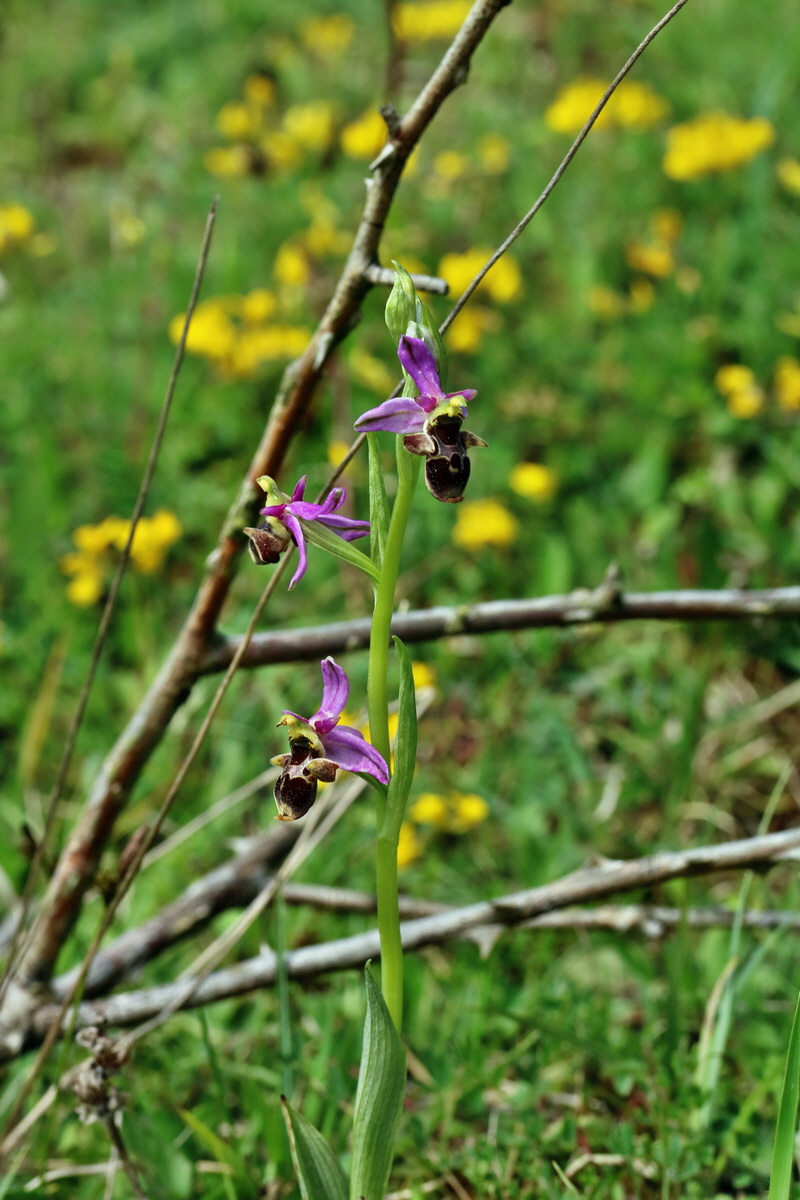 RNA_2017_05_20_6254p_Bildgr��e �ndern