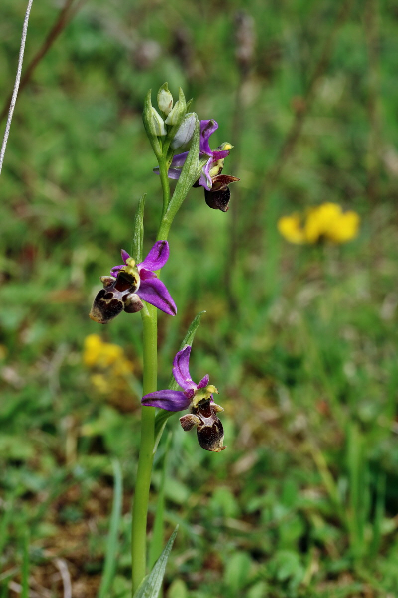 RNA_2017_05_20_6261p_Bildgr��e �ndern