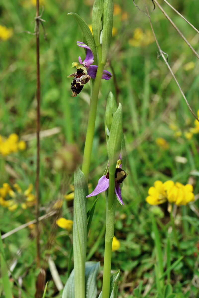 RNA_2017_05_20_6293p_Bildgr��e �ndern