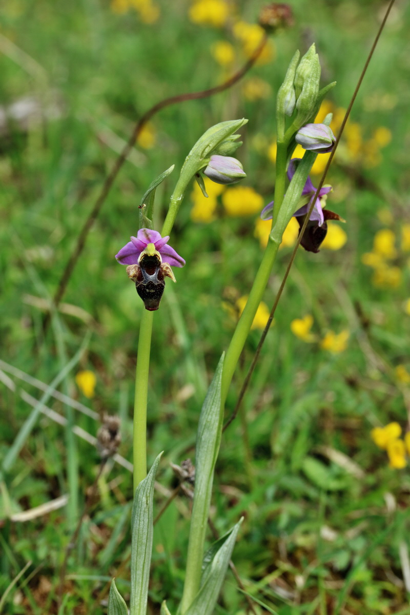 RNA_2017_05_20_6303p_Bildgr��e �ndern