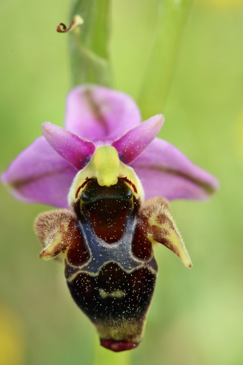 RNA_2017_05_20_6313p_Bildgr��e �ndern