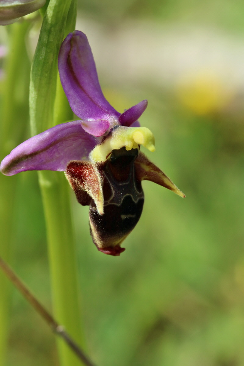 RNA_2017_05_20_6319p_Bildgr��e �ndern