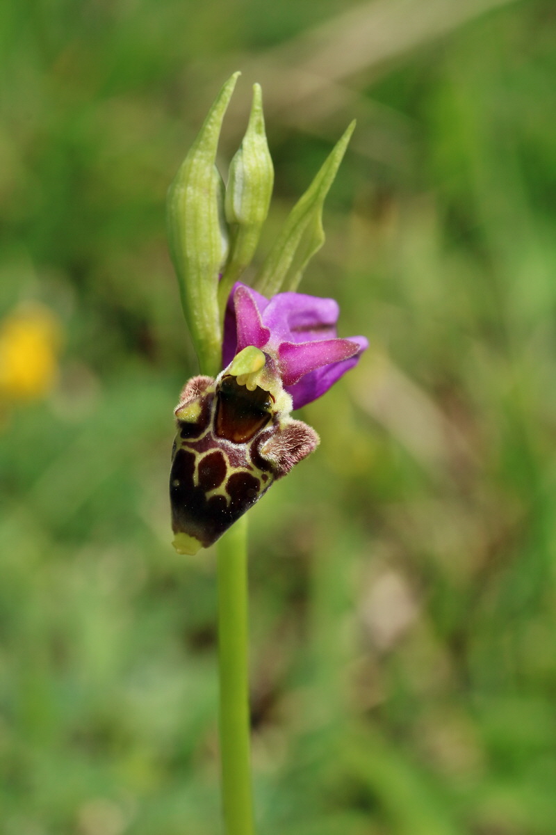 RNA_2017_05_20_6321p_Bildgr��e �ndern