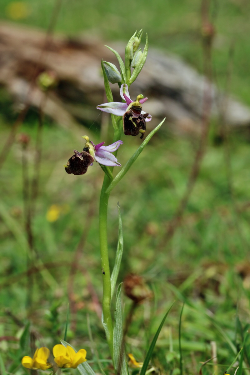 RNA_2017_05_20_6326p_Bildgr��e �ndern